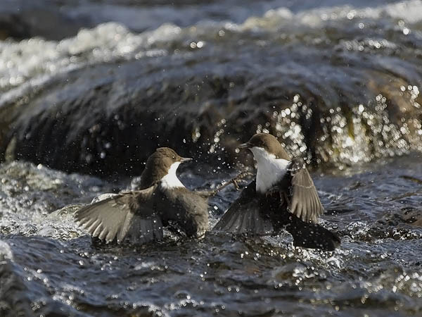 Koskikara, White-throated Dipper, Cinclus cinclus